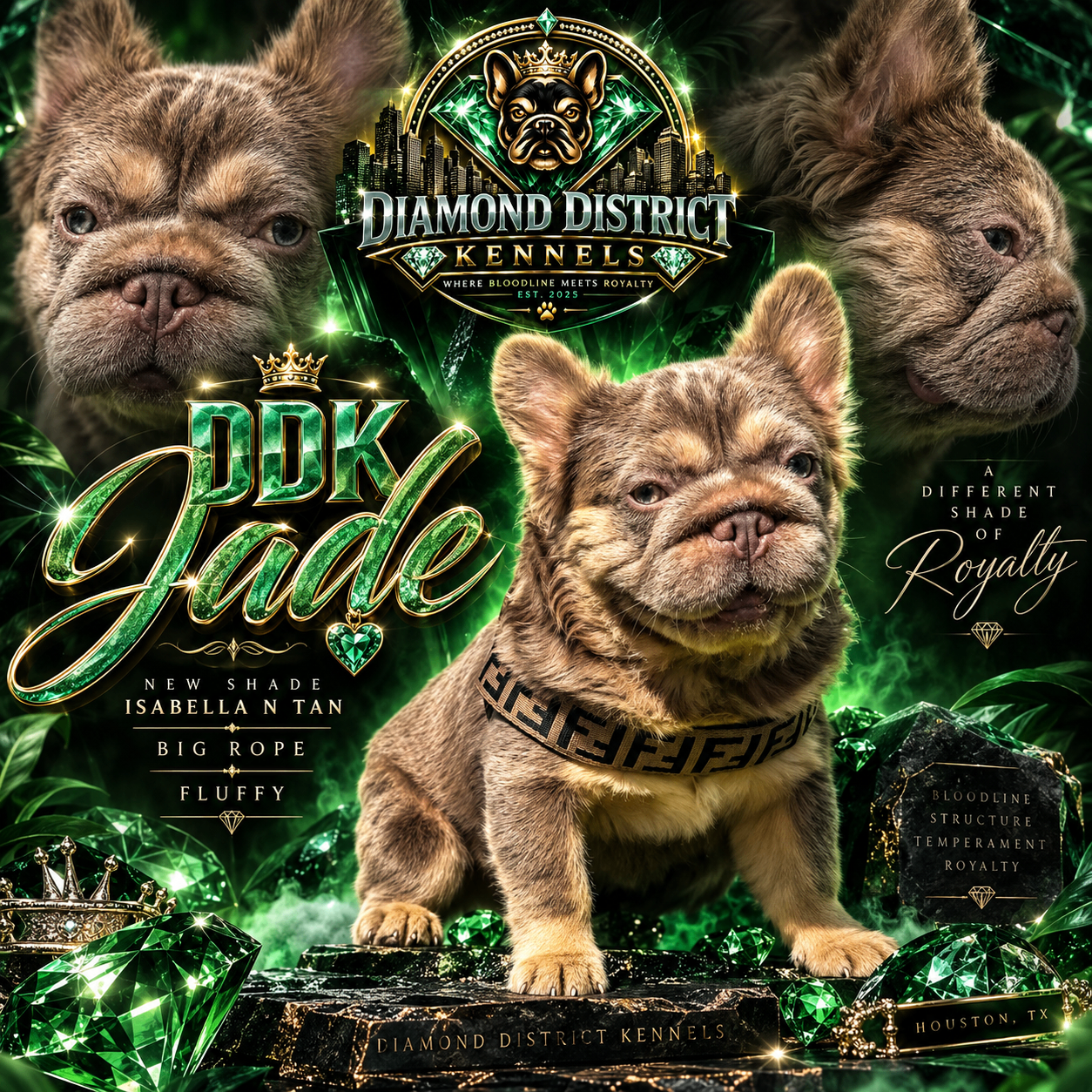 DDK Jade — Isabella and Tan fluffy French Bulldog